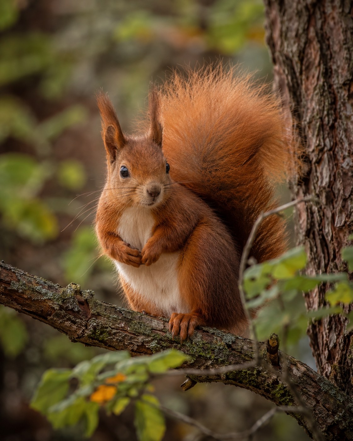 Squirrel photo