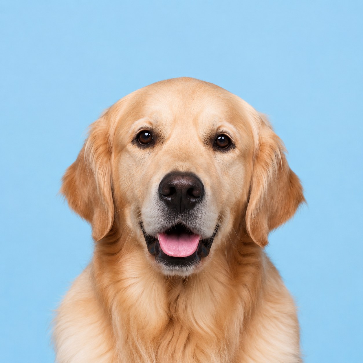Dog face