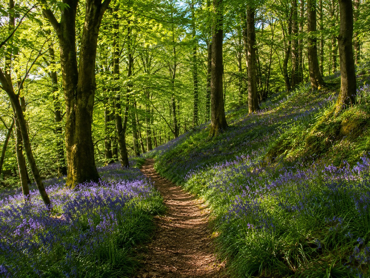 Woodland Walk
